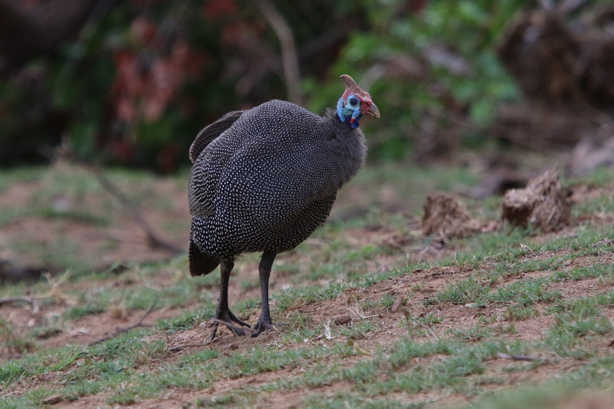 Helmeted Guineafowl - Stephen McCullers