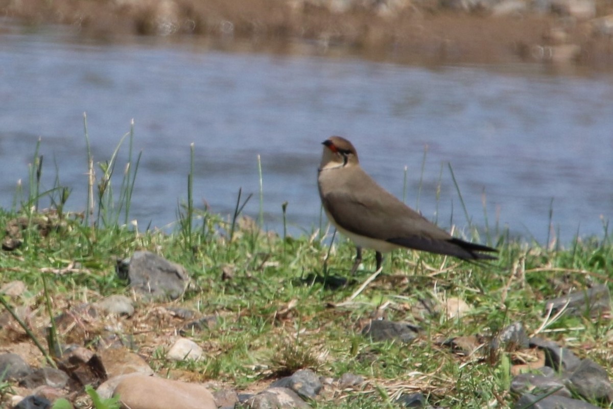 Collared Pratincole - Stephen McCullers