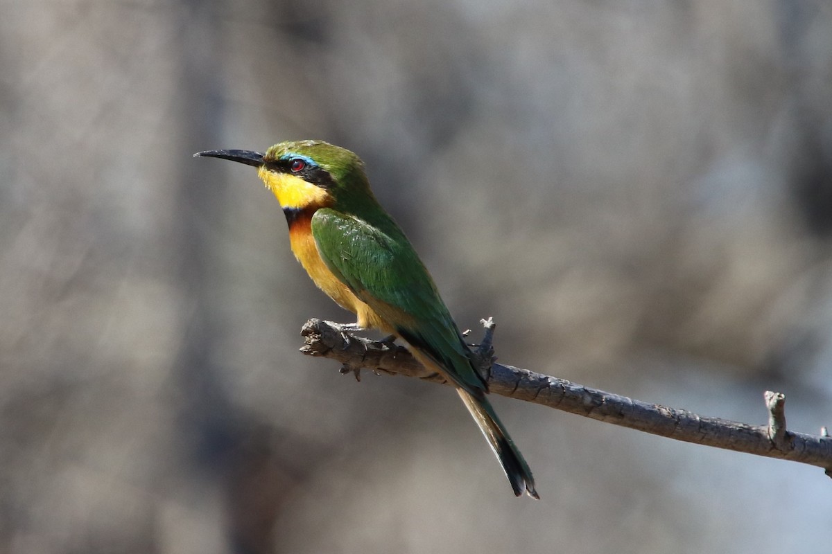 Little Bee-eater - Stephen McCullers