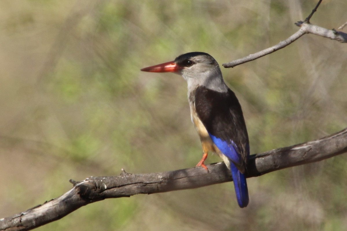 Gray-headed Kingfisher - Stephen McCullers