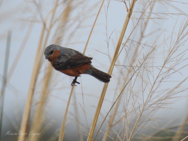 Tawny-bellied Seedeater - ML91139541
