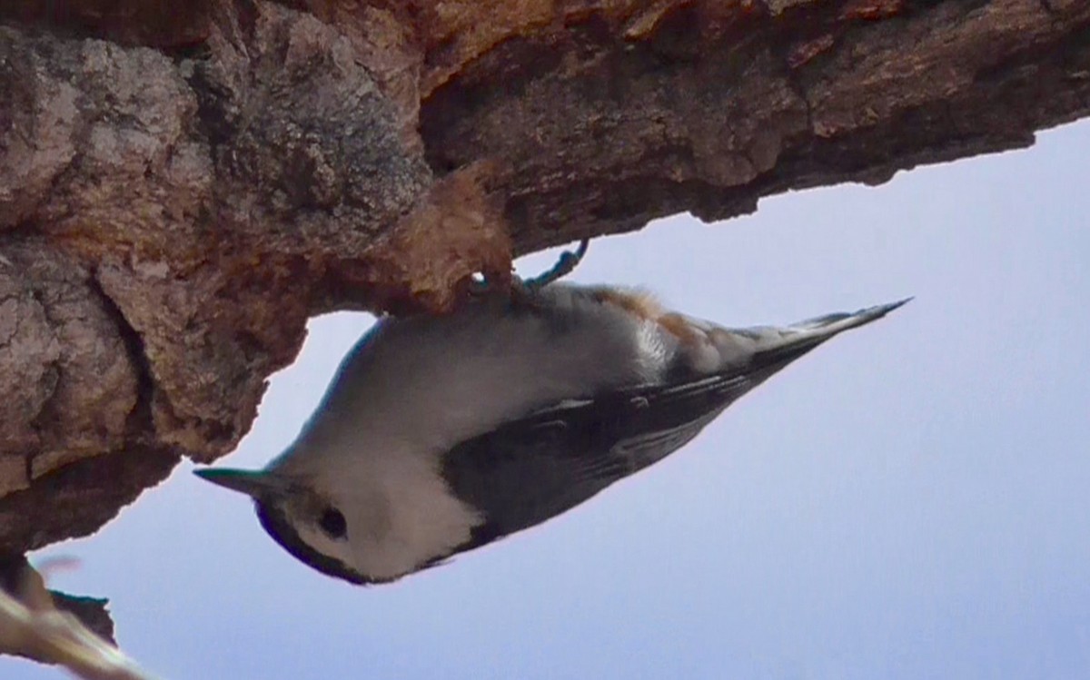 White-breasted Nuthatch - ML91140251