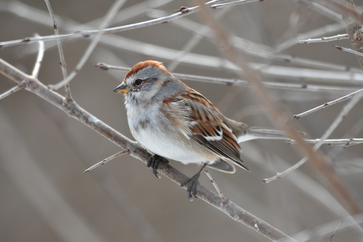 American Tree Sparrow - ML91140971