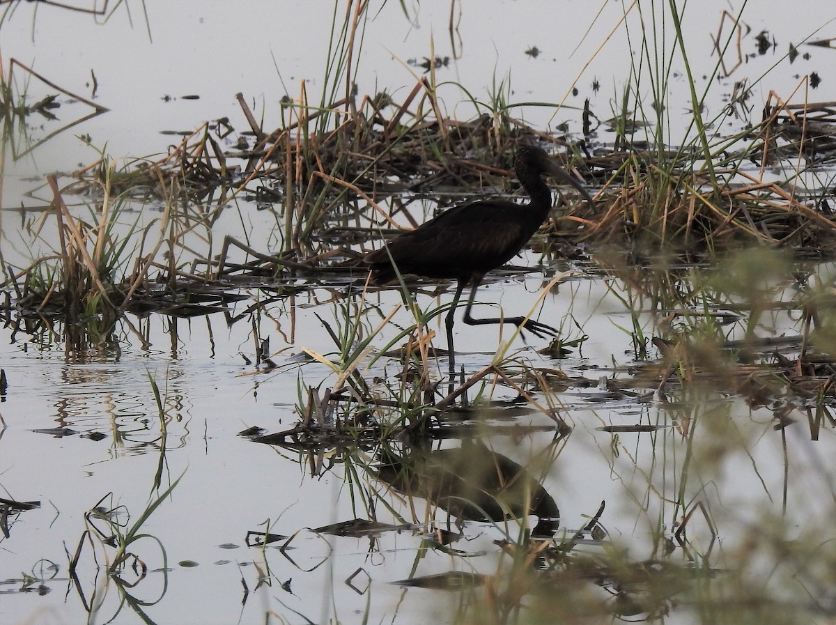 Glossy Ibis - Cesar Clemente