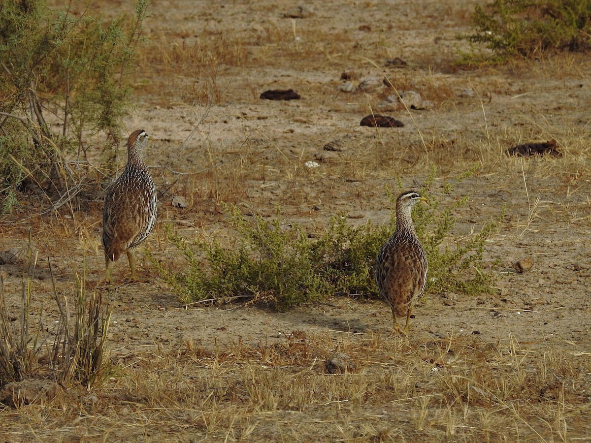 Double-spurred Spurfowl - ML91141931