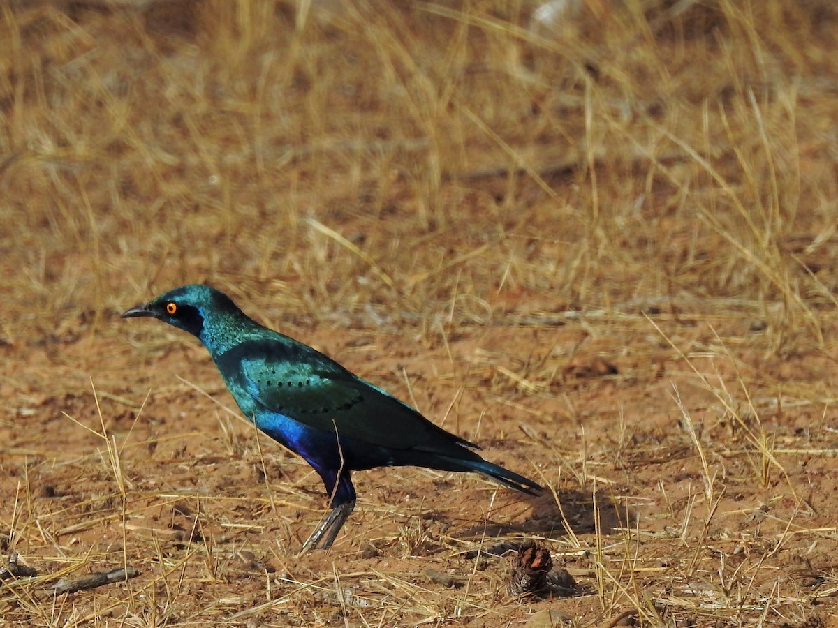 Greater Blue-eared Starling - ML91142331