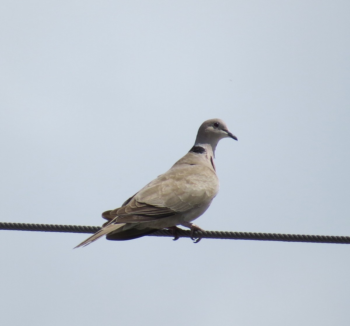Eurasian Collared-Dove - Yve Morrell