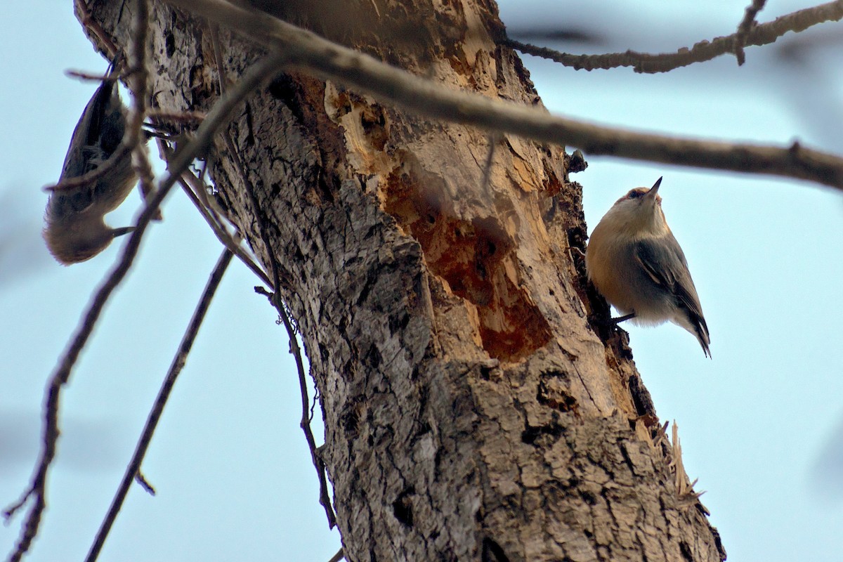 Brown-headed Nuthatch - ML91146881