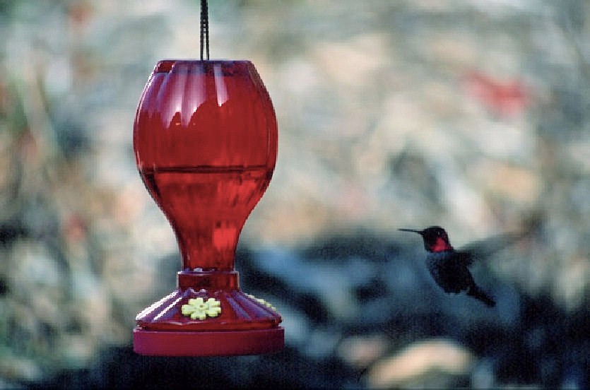 Anna's Hummingbird - Anne Moretti