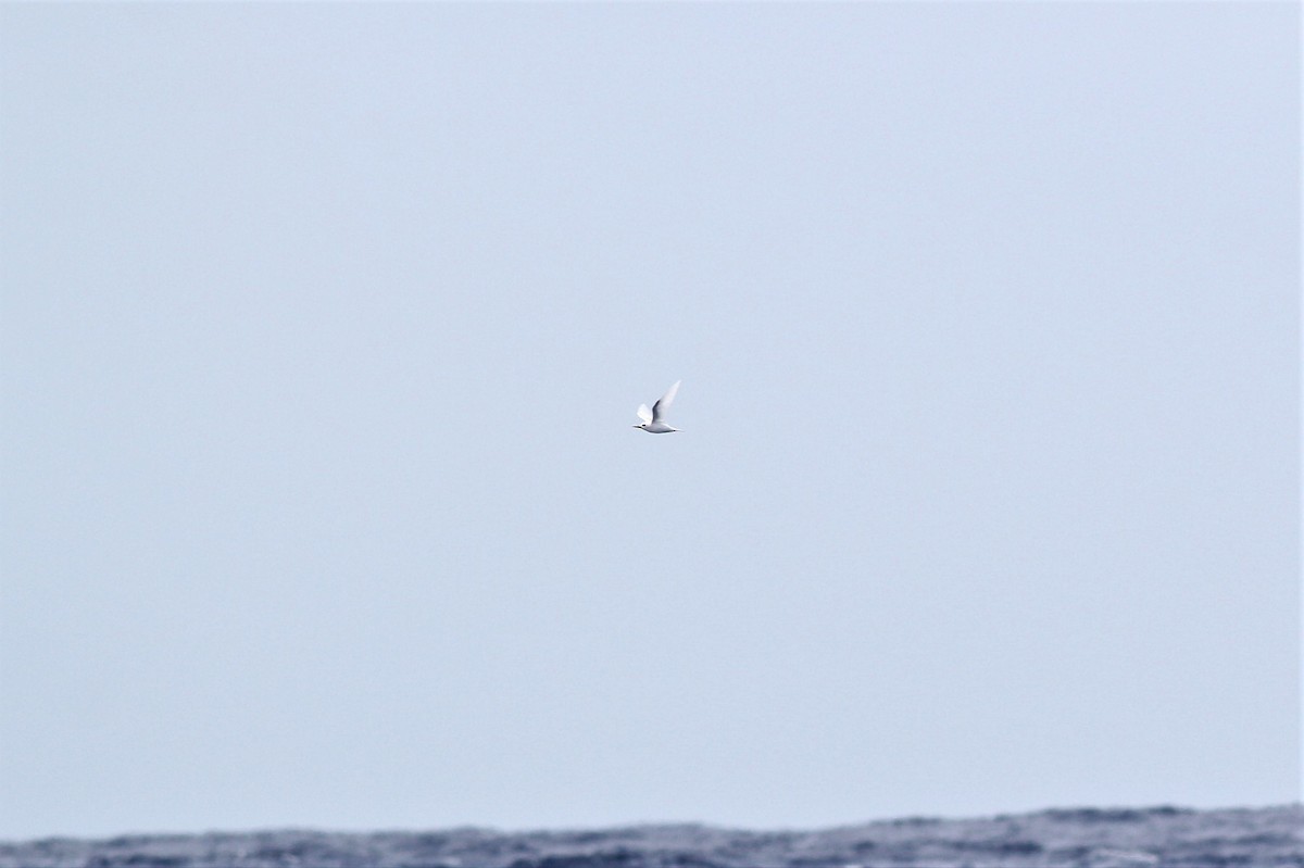 White Tern - ML91149121