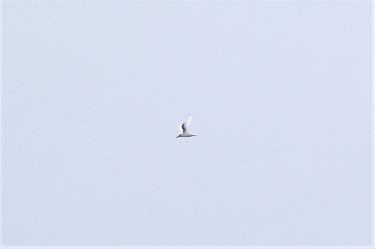 White Tern - ML91149151