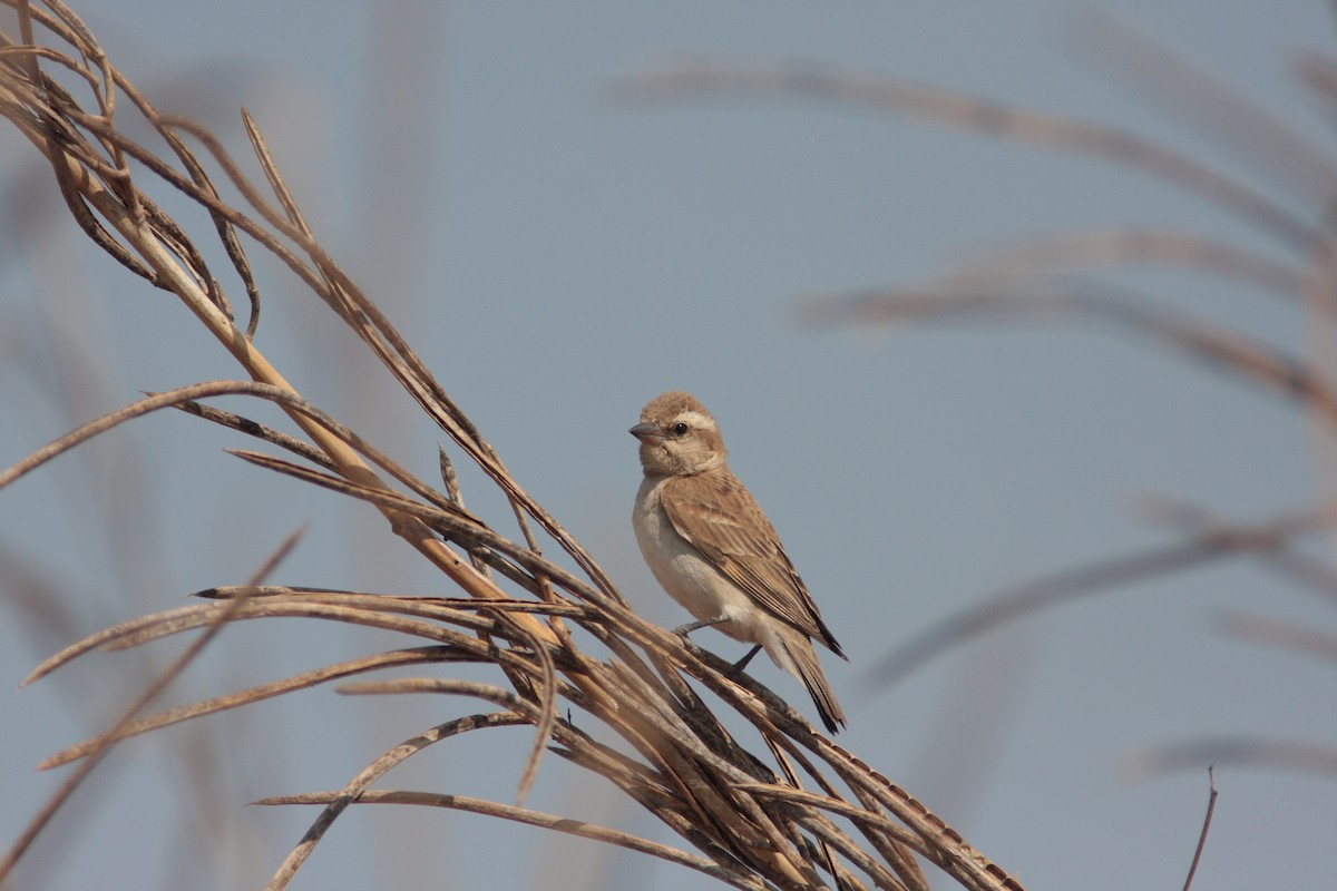 Sahel Bush Sparrow - Ray Scally