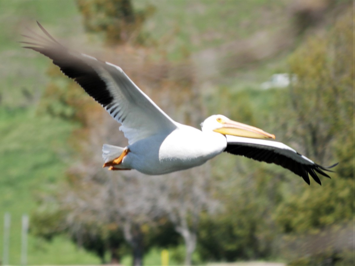 American White Pelican - Judy Rudolph