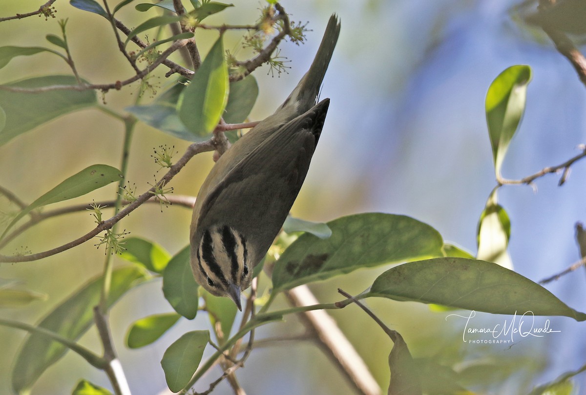 Worm-eating Warbler - Tammy McQuade