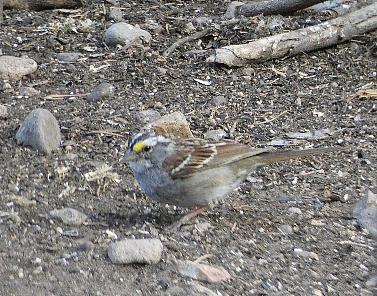 White-throated Sparrow - Chris Chappell