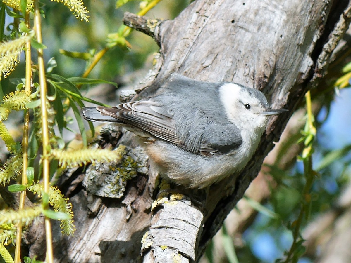 White-breasted Nuthatch - Judy Rudolph