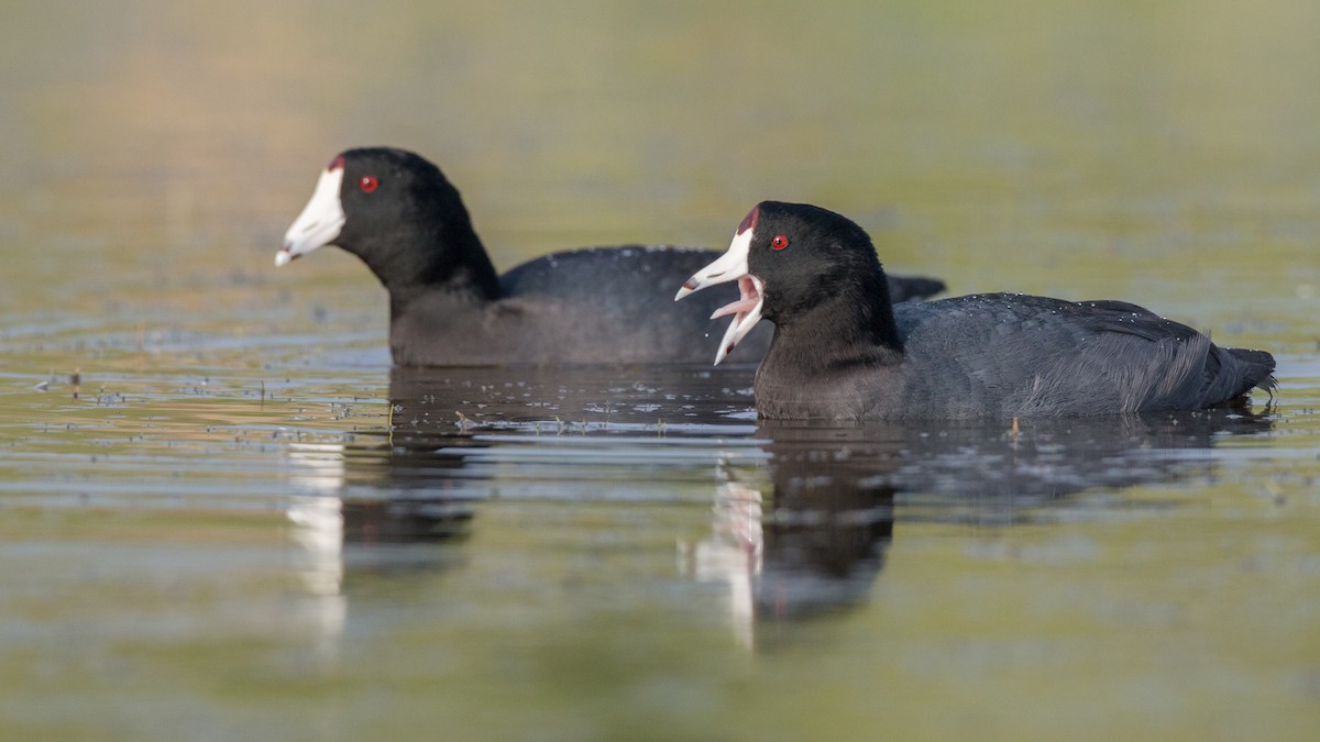 American Coot (Red-shielded) - ML91162661