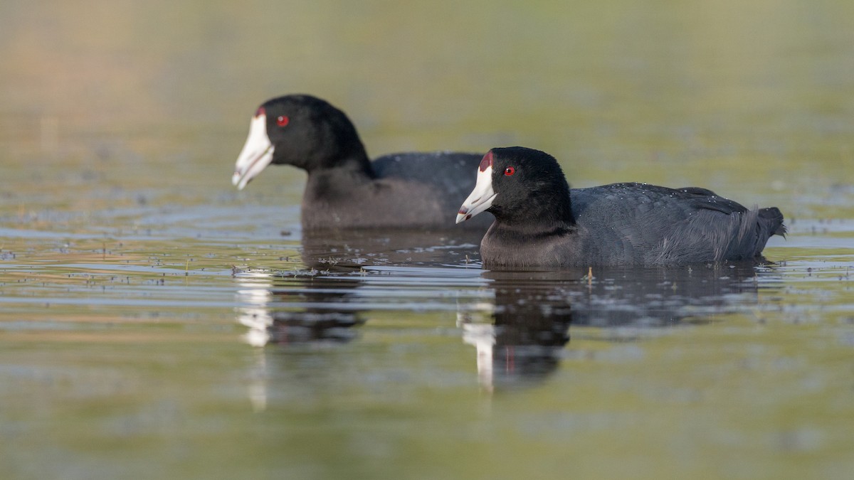 American Coot (Red-shielded) - ML91162671