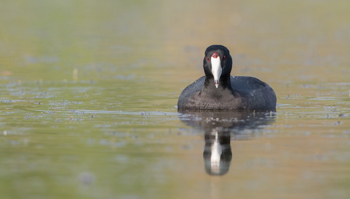American Coot (Red-shielded) - ML91162681