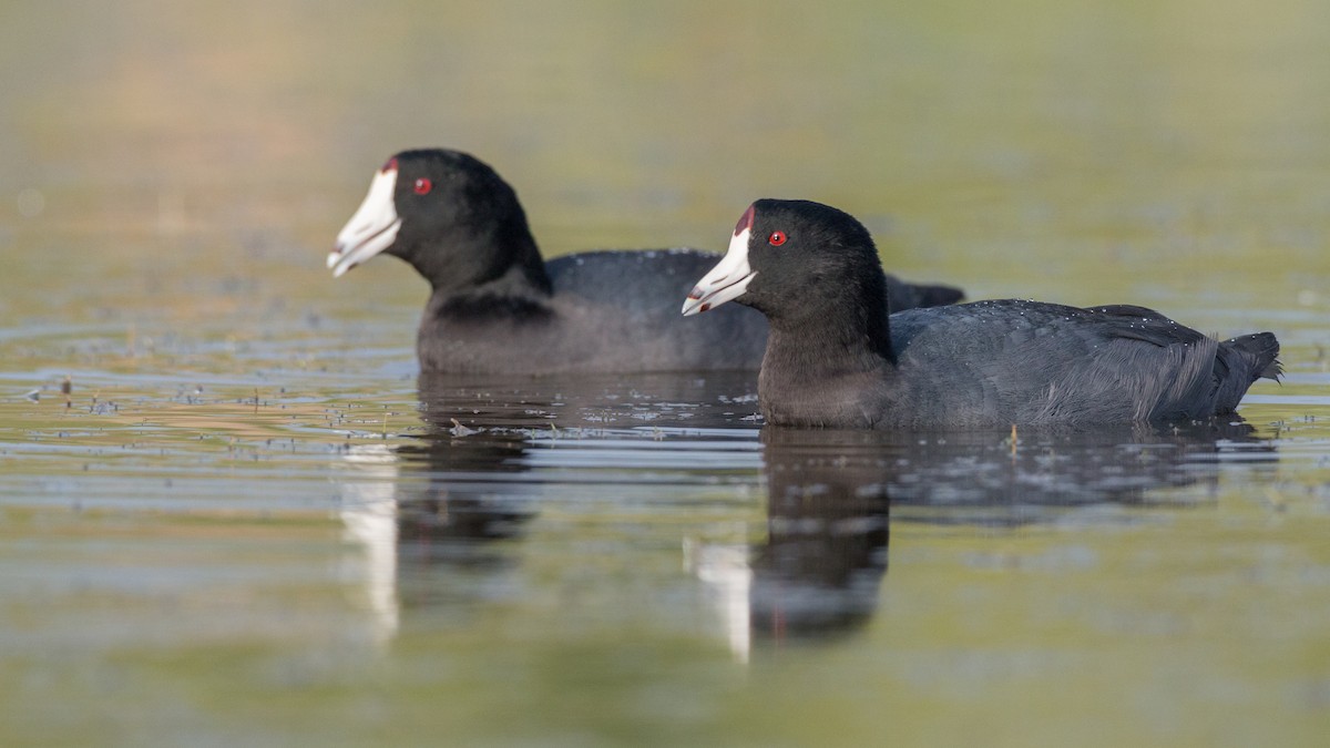 American Coot (Red-shielded) - ML91162711