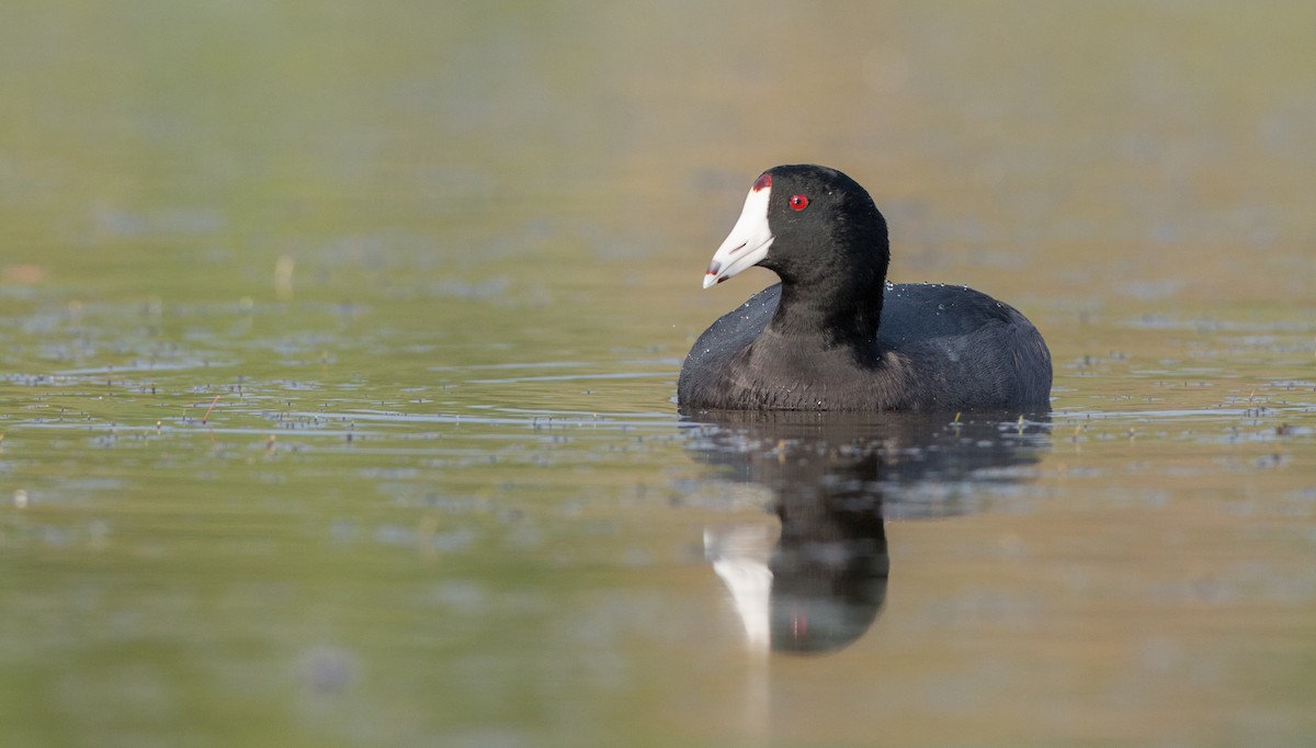 American Coot (Red-shielded) - ML91162721