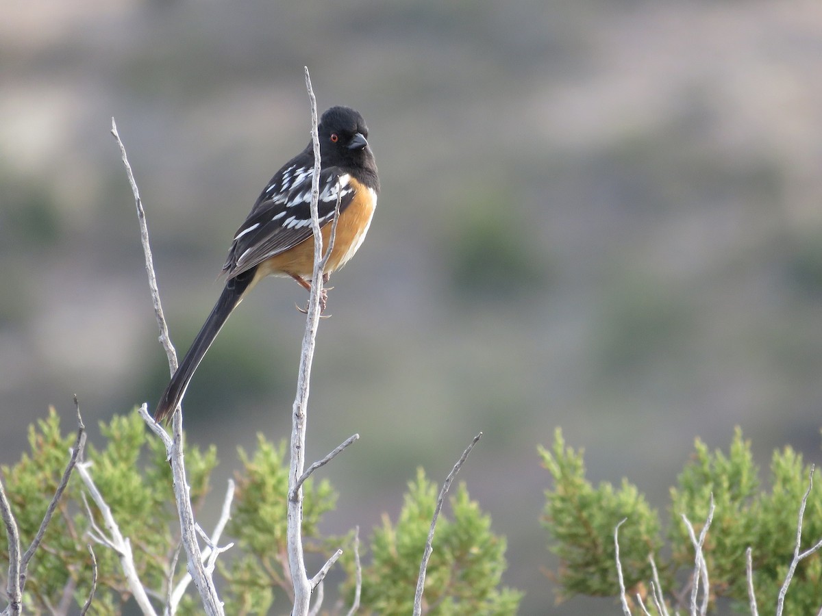 Spotted Towhee - Anne (Webster) Leight