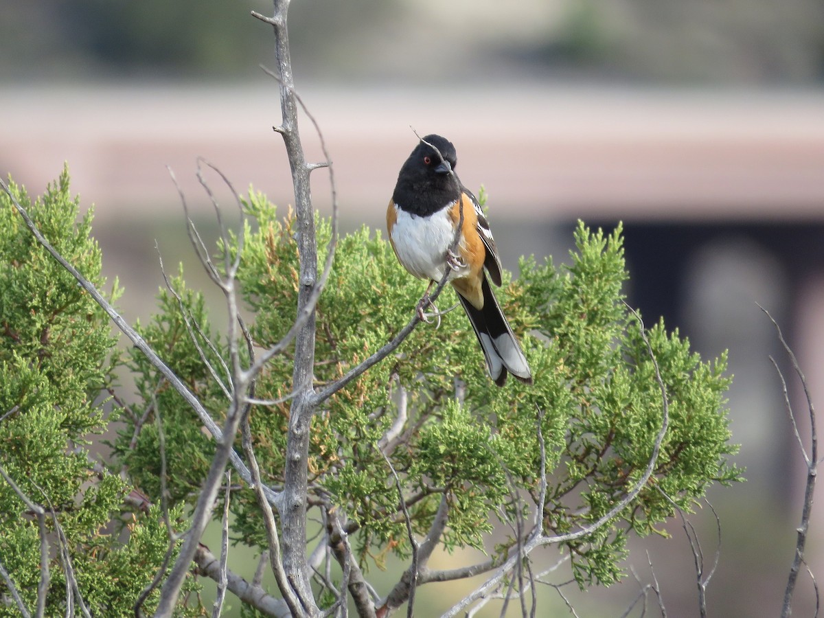 Spotted Towhee - ML91169801