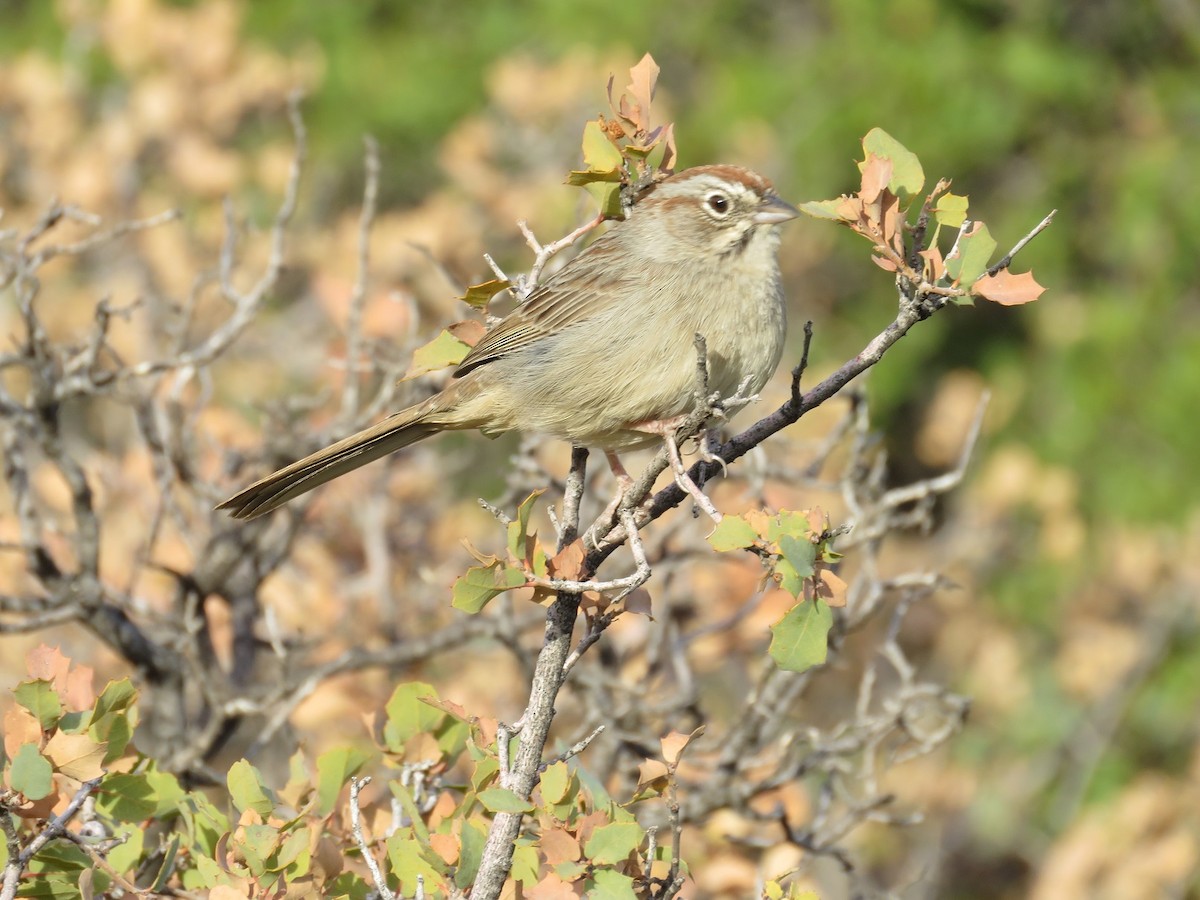 Rufous-crowned Sparrow - ML91170091