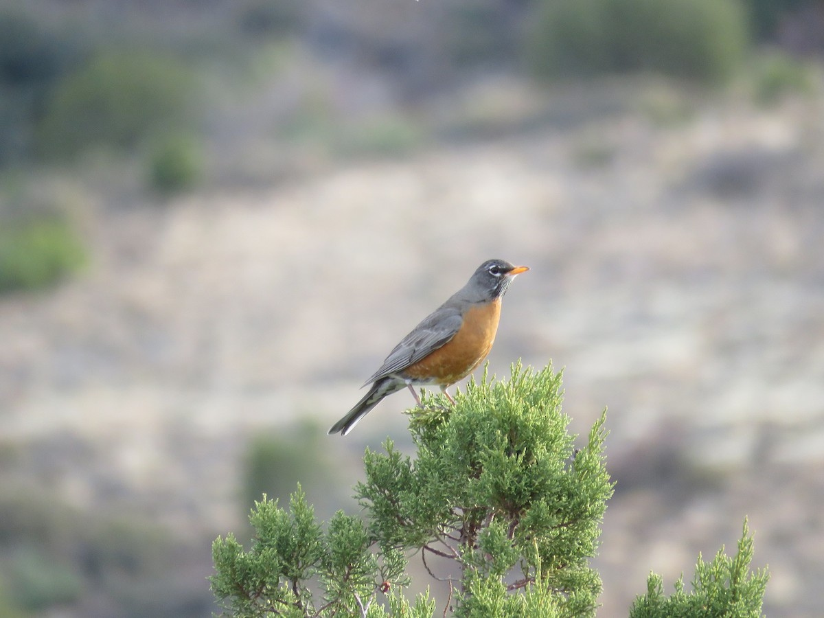 American Robin - Anne (Webster) Leight