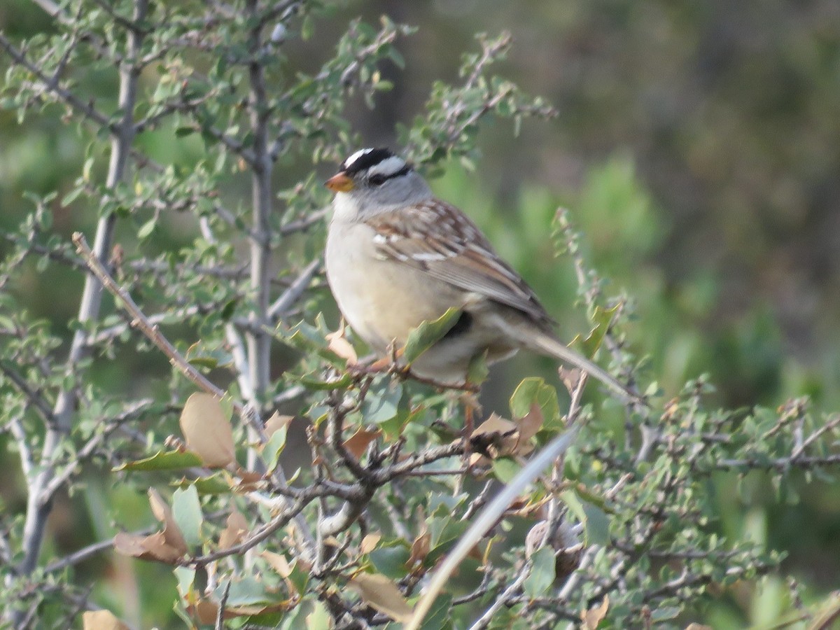 White-crowned Sparrow - ML91170351