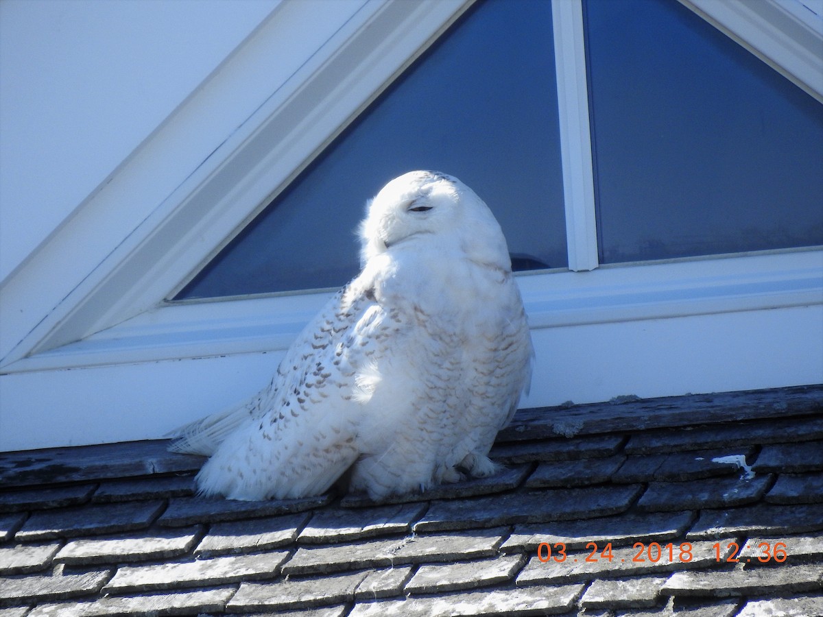 Snowy Owl - ML91170961