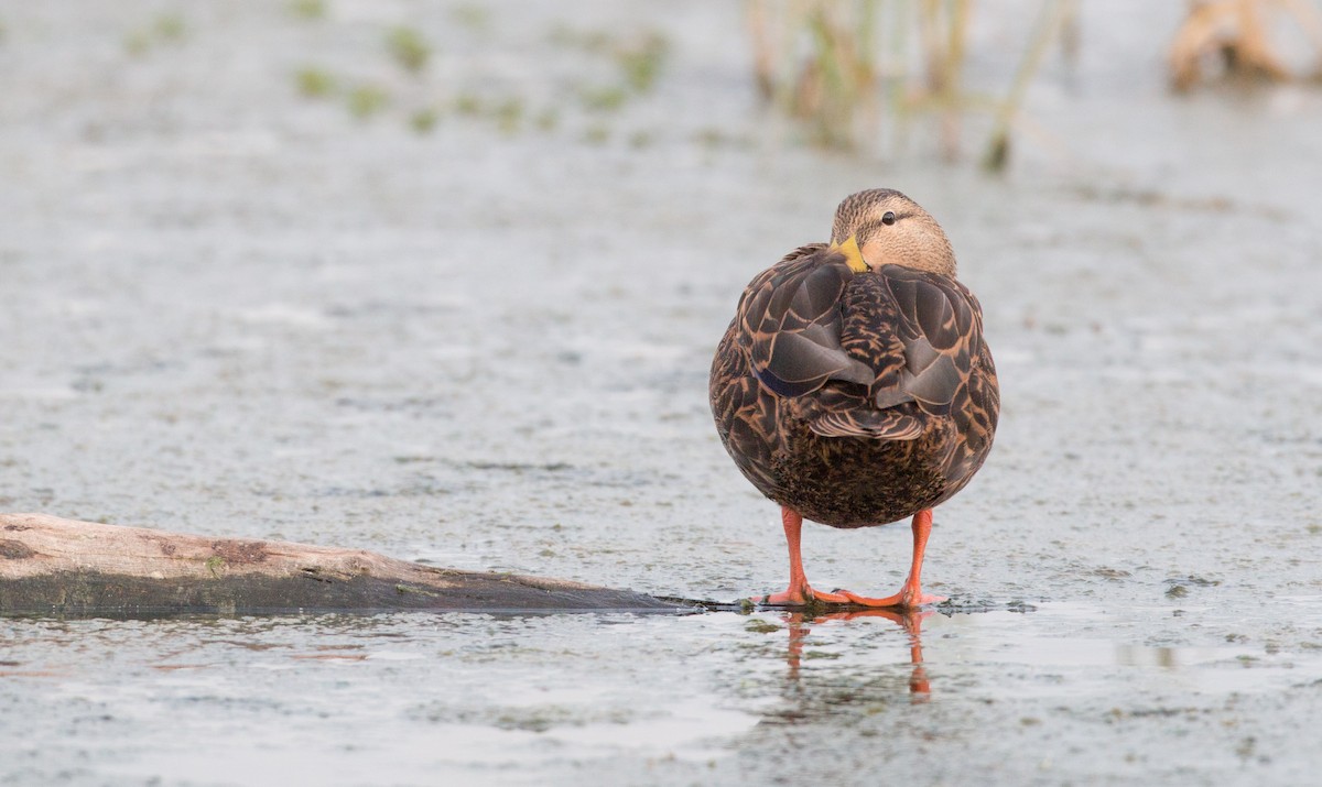 Mottled Duck (Gulf Coast) - ML91171041