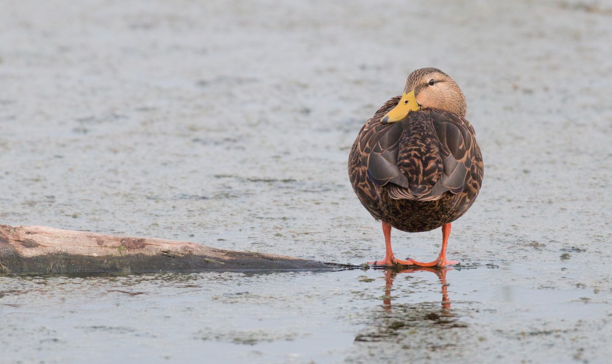 Mottled Duck (Gulf Coast) - ML91171051