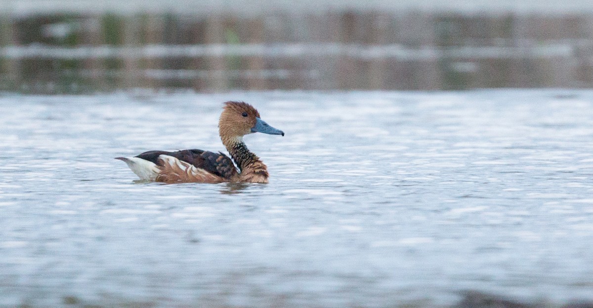 Fulvous Whistling-Duck - ML91171311