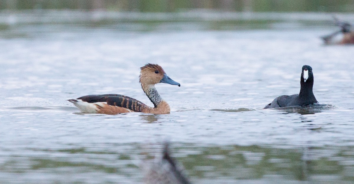Fulvous Whistling-Duck - Ian Davies