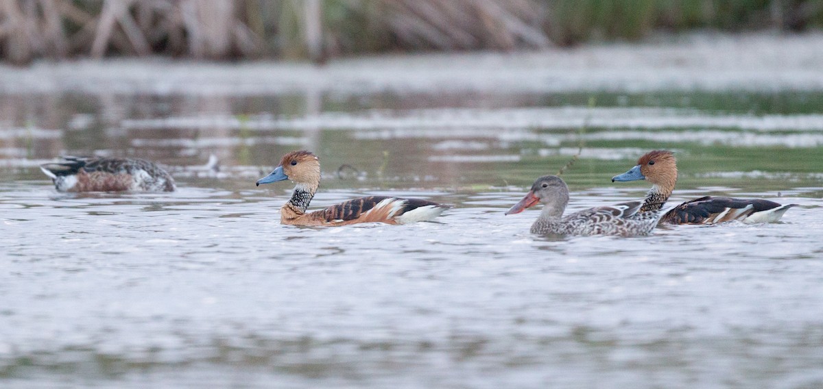 Fulvous Whistling-Duck - ML91171331