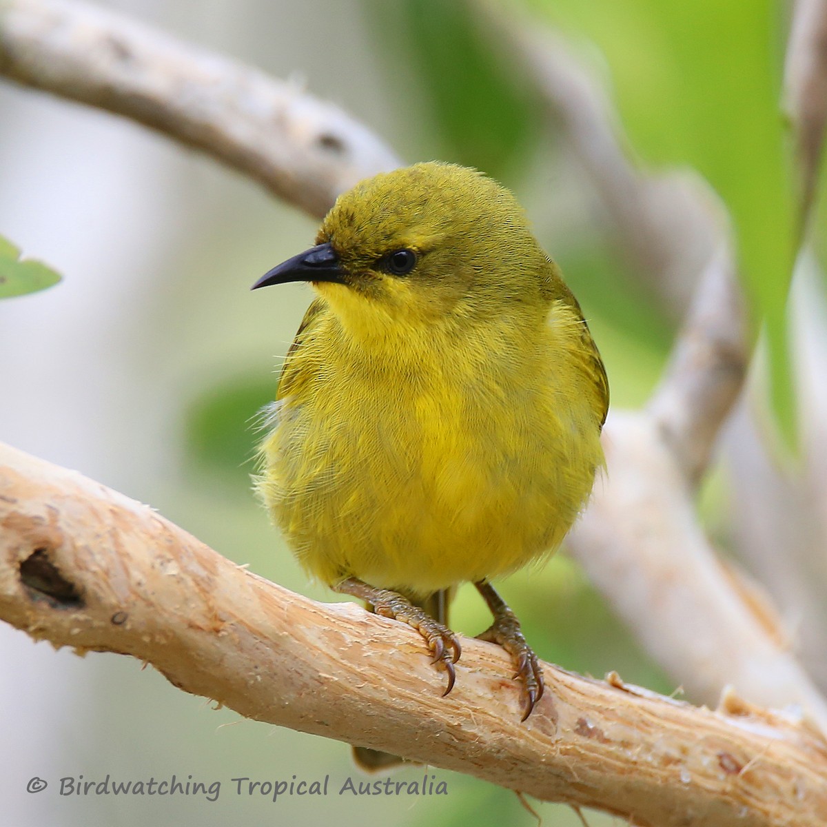 Yellow Honeyeater - Doug Herrington || Birdwatching Tropical Australia Tours