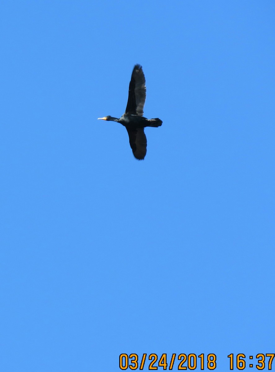 Double-crested Cormorant - Len Hillegass