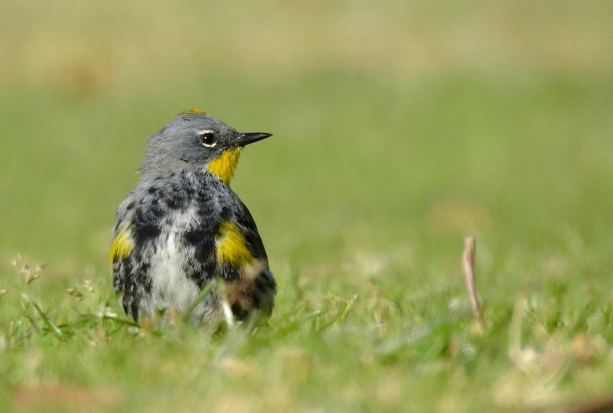 Yellow-rumped Warbler (Audubon's) - ML91172341