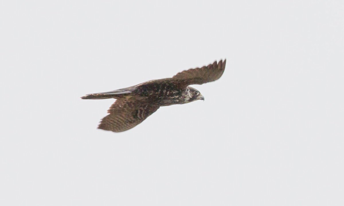 Peregrine Falcon (North American) - ML91173581