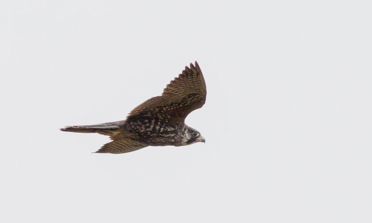 Peregrine Falcon (North American) - Paul Fenwick