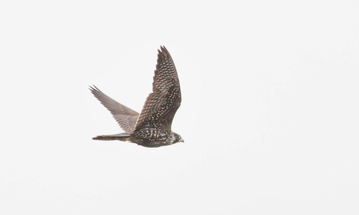 Peregrine Falcon (North American) - ML91173601