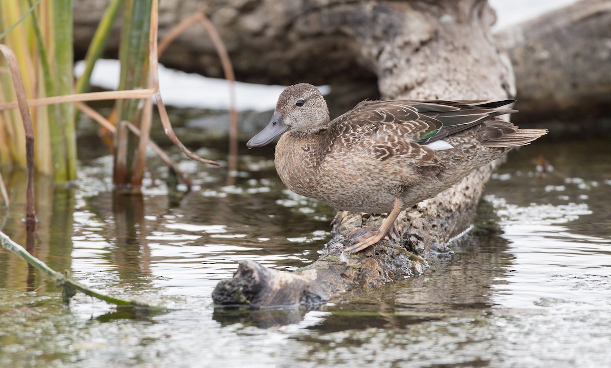 Blue-winged Teal - ML91176251