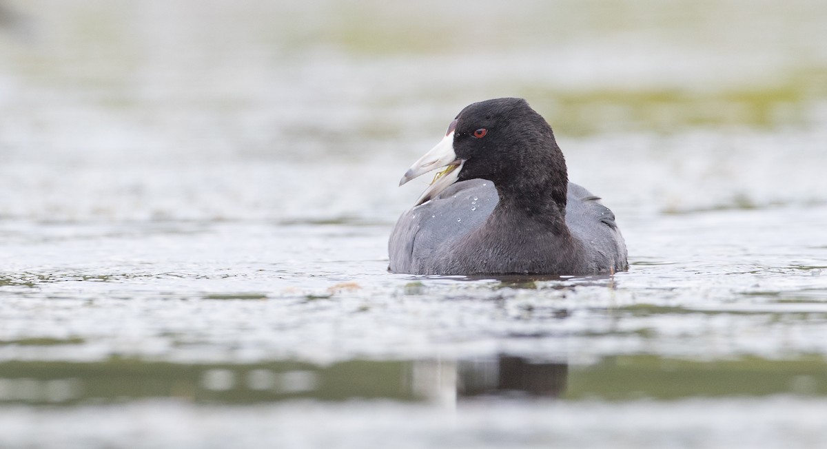 American Coot (Red-shielded) - ML91177281