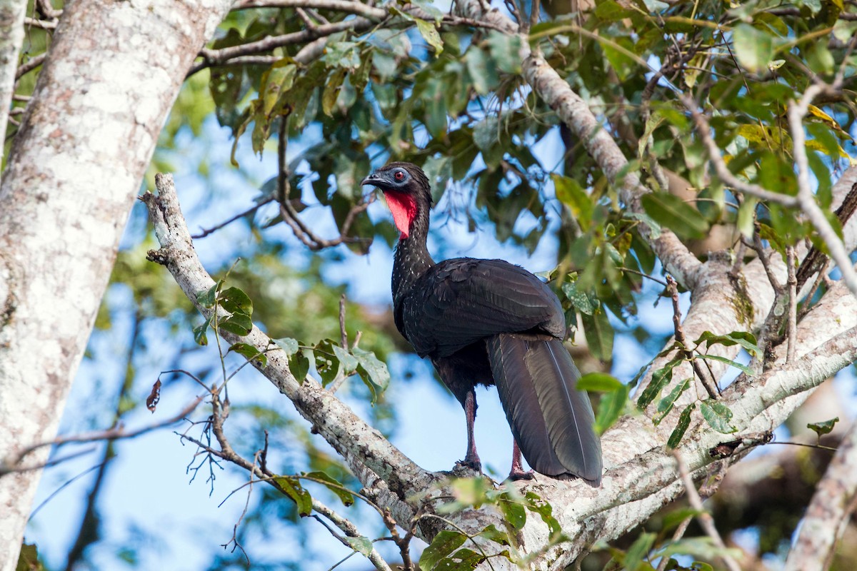 Crested Guan - ML91180821