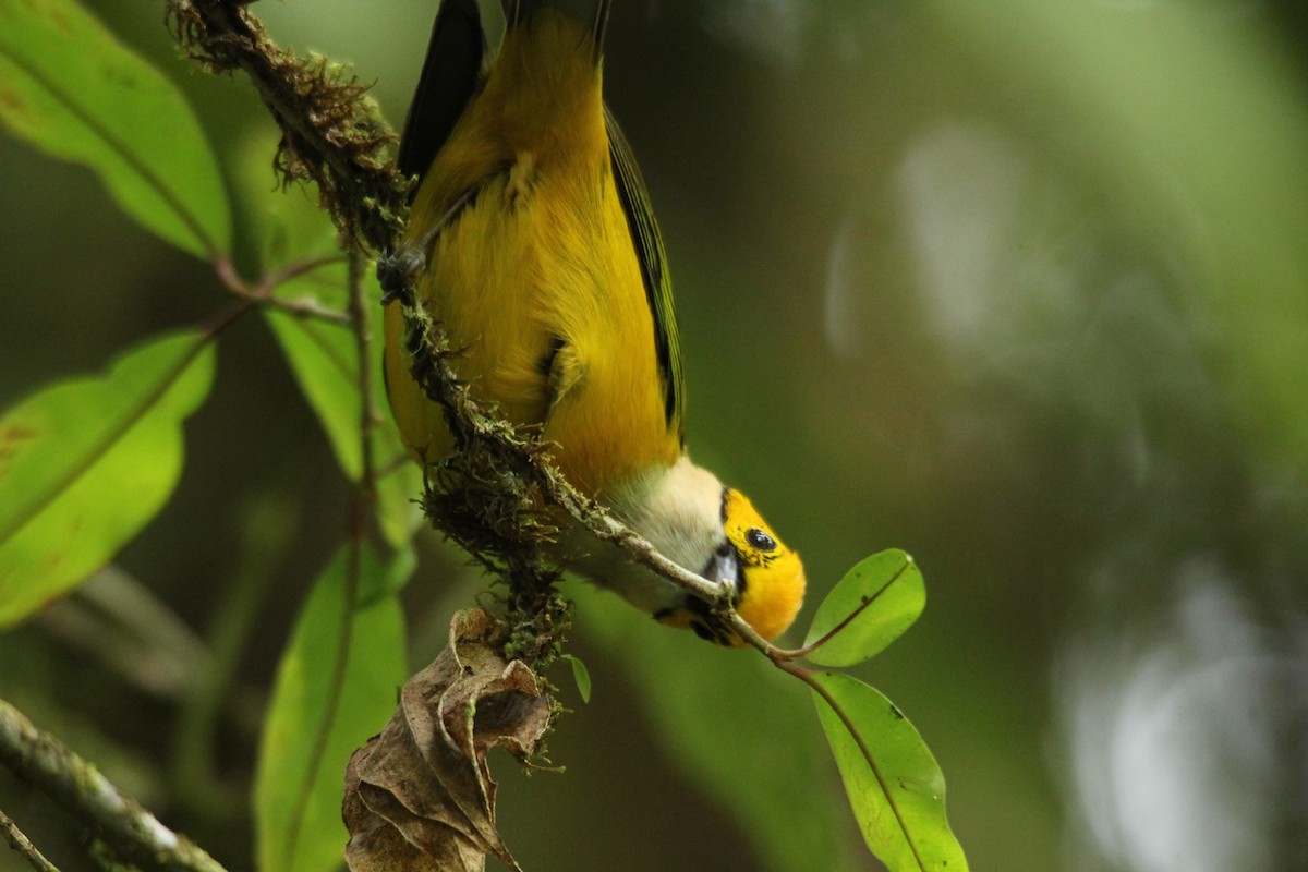 Silver-throated Tanager - ML91181001