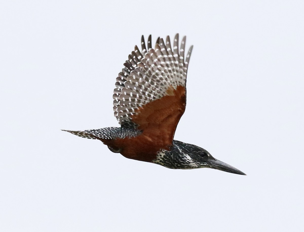 Giant Kingfisher - ML91181261