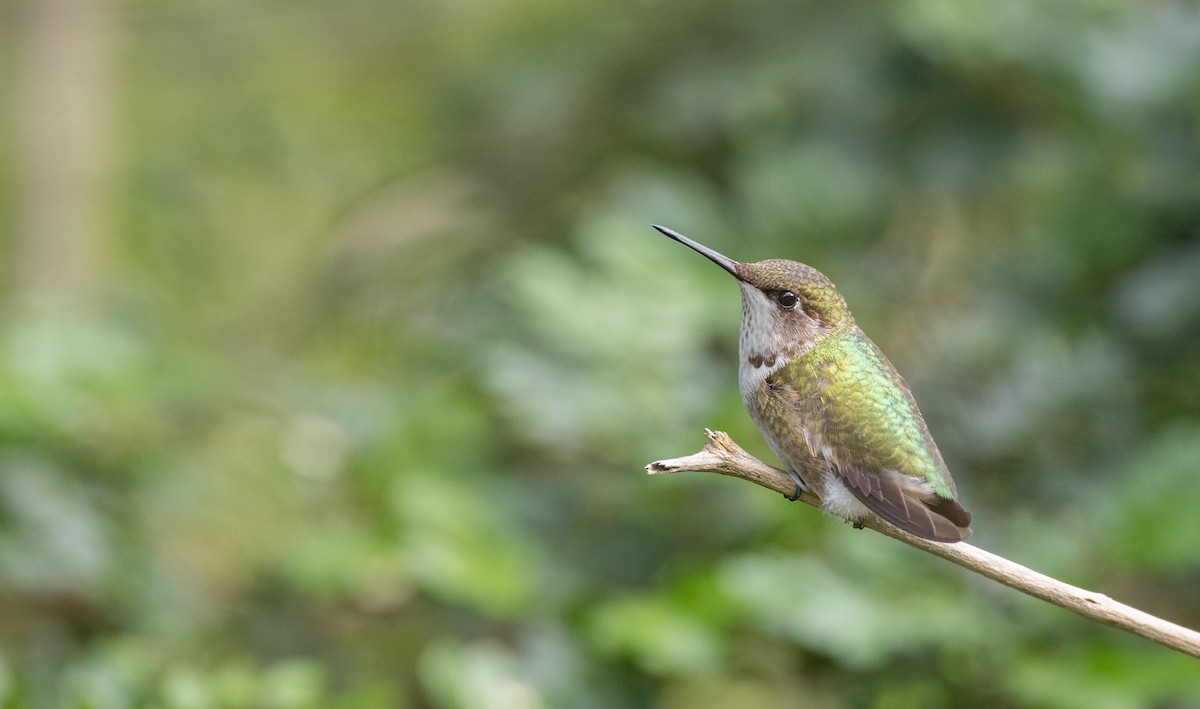 Ruby-throated Hummingbird - ML91182881