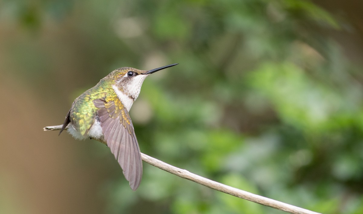 Ruby-throated Hummingbird - ML91182901