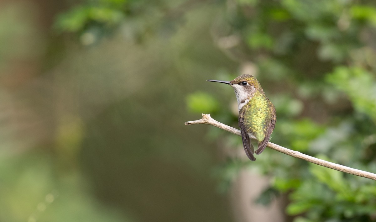 Ruby-throated Hummingbird - ML91182921